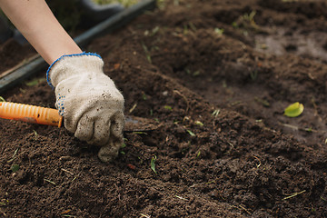 Image showing woman in gloves working in the garden