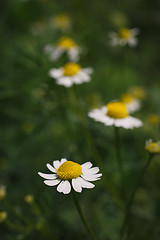 Image showing field daisies in a meadow