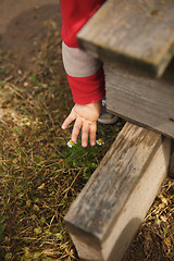 Image showing girl touches chamomile