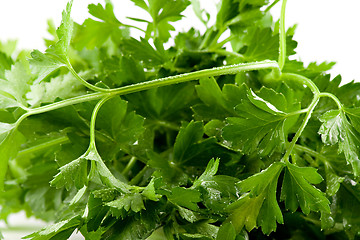 Image showing Close up picture of some fresh green parsley