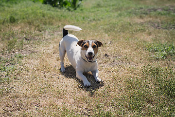 Image showing dog plays on the grass