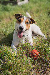 Image showing dog plays with a ball on the grass