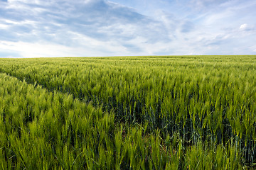 Image showing Green cornfield and sky