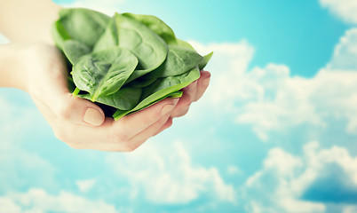 Image showing close up of woman hands holding spinach