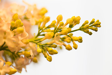 Image showing close up of beautiful lilac flowers