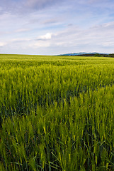 Image showing Green cornfield and sky