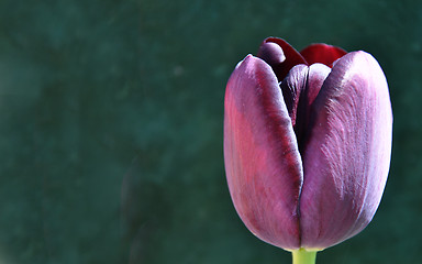 Image showing Flowering Tulip