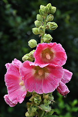 Image showing Common Hollyhock