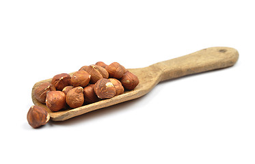 Image showing Hazelnuts on shovel