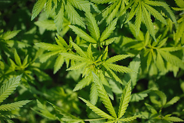 Image showing young bushes of cannabis