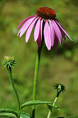 Image showing Purple coneflower