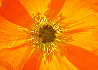 Image showing Background Iceland poppy 