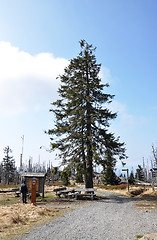 Image showing Bark beetle region at mount Rachel