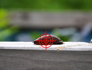 Image showing Aim at slug in garden
