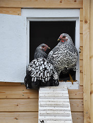 Image showing Wyandotts in front of chicken house