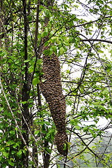 Image showing Swarm of bees