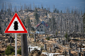 Image showing Bark beetle zone at mount Rachel