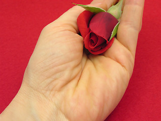 Image showing Red rose bud in an open hand on red felt background