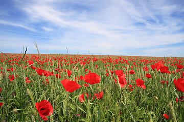 Image showing Poppys on the field