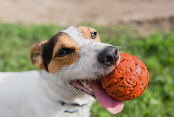 Image showing dog with ball in mouth