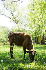 Image showing cow eating grass in the village