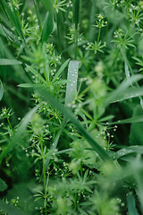 Image showing drops of dew on the grass