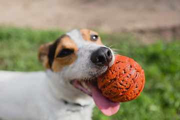 Image showing dog with ball in mouth