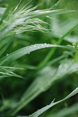 Image showing drops of dew on the grass