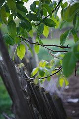 Image showing rain drops on tree branches and fence