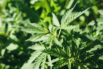Image showing young leaves of cannabis