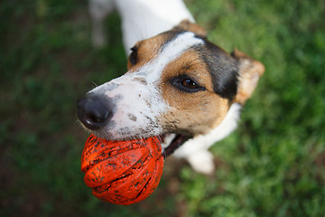 Image showing dog with ball in mouth