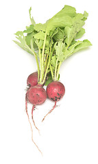 Image showing radish on white