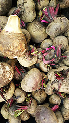 Image showing Raw organic radishes