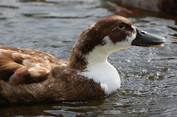 Image showing Wild duck