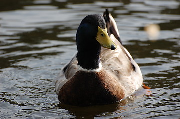 Image showing Wild duck