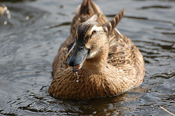 Image showing Wild duck