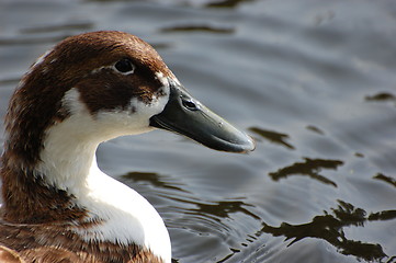 Image showing Wild duck