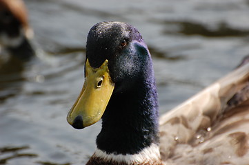 Image showing Wild duck