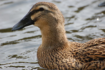 Image showing Wild duck