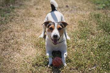 Image showing dog plays with a ball on the grass