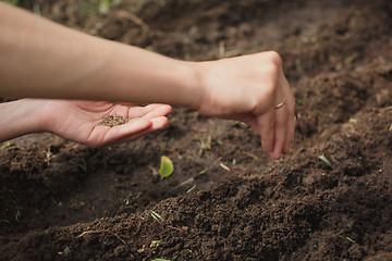 Image showing woman planting seeds in the garden