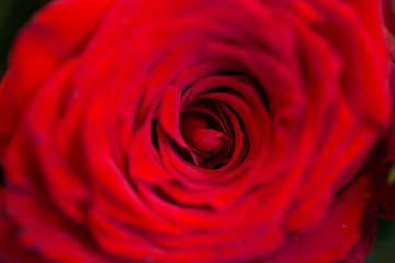 Image showing close up of beautiful red rose flower