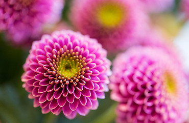 Image showing close up of beautiful pink chrysanthemum flowers