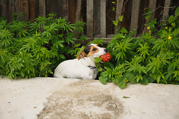 Image showing dog sitting in the bushes of cannabis with a ball