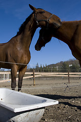 Image showing Horses