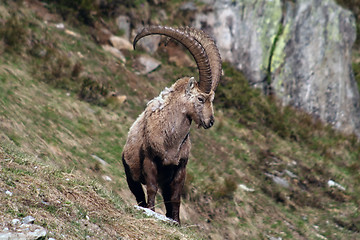 Image showing Old Capra Ibex