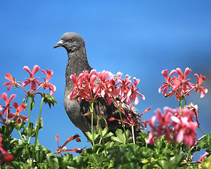 Image showing Pigeon in front of a blue sky