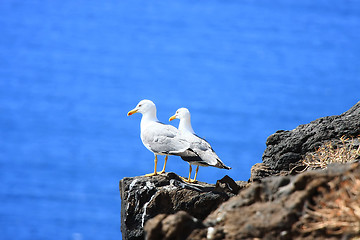 Image showing Two Sea-Gulls standing together