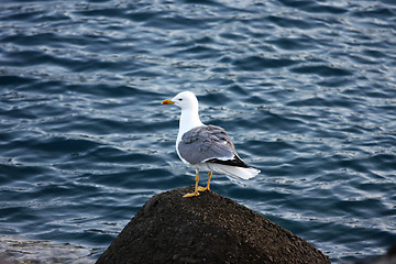 Image showing Gull standing on a Stone