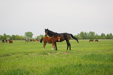 Image showing horse with foal